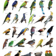 tropical_birds Can you identify all the different types of names?